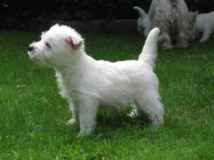 Картинка животные собаки собака