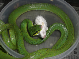 Картинка животные змеи питоны кобры змея