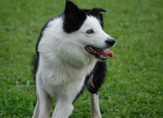 Картинка животные собаки собака