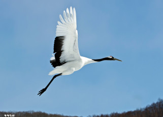 Картинка животные журавли аист