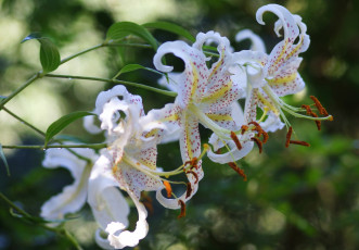 Картинка цветы лилии лилейники белый