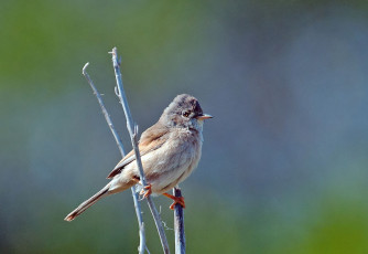 Картинка животные воробьи воробей