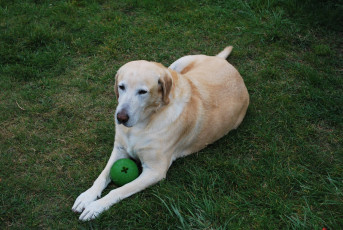 Картинка животные собаки собака