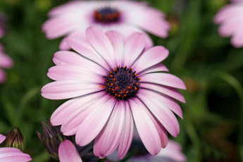 Картинка цветы диморфотеки