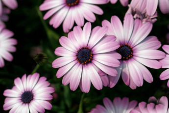 Картинка цветы диморфотеки