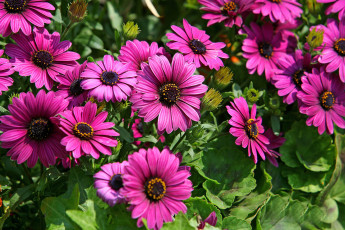 Картинка цветы диморфотеки