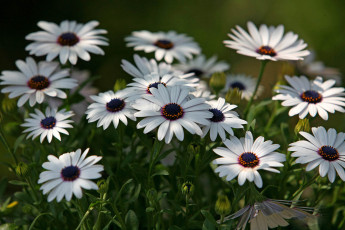 Картинка цветы диморфотеки