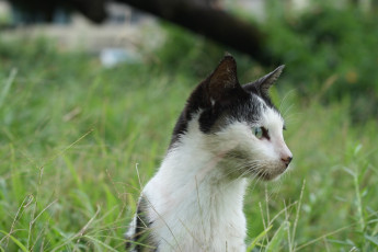 Картинка животные коты кот