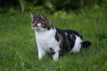 Картинка животные коты охота