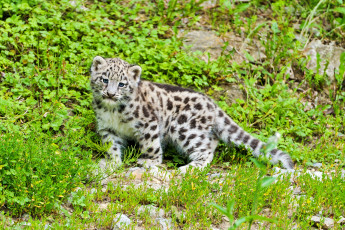 Картинка животные снежный барс ирбис малыш