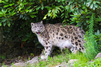 Картинка животные снежный барс ирбис пятнистый