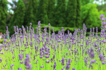 Картинка автор thean цветы лаванда синий