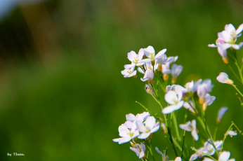 обоя автор, thean, цветы, луговые, полевые