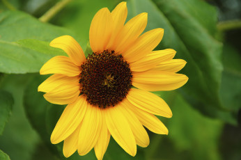 Картинка цветы подсолнухи подсолнух