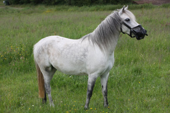 Картинка животные лошади лошадь