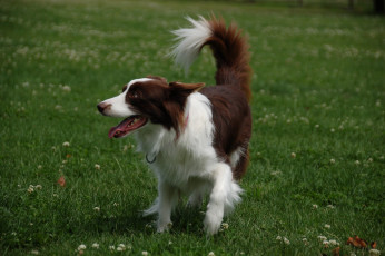 Картинка животные собаки собака