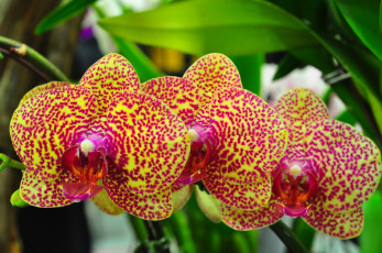 Картинка цветы орхидеи пестрый оранжевый ветка