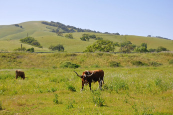 Картинка животные коровы буйволы корова