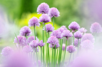 Картинка цветы аллиум декоративный лук сиреневый