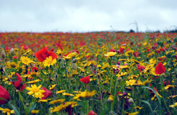 Картинка цветы луговые полевые луг ромашки маки