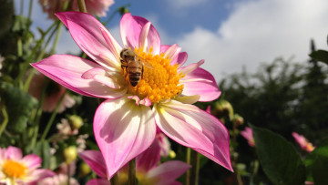 Картинка животные пчелы осы шмели цветок пчела