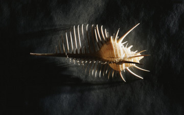 Картинка разное ракушки кораллы декоративные spa камни ракушка