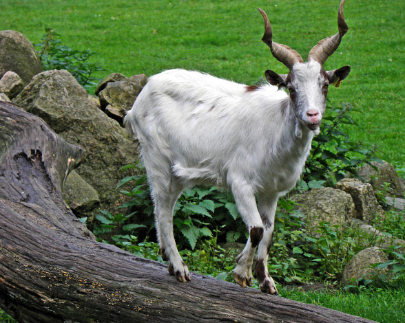 Обои картинки фото животные, козы, коза