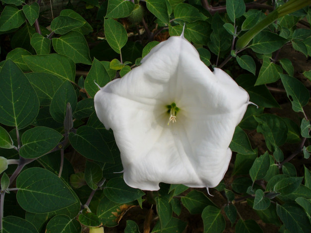 Обои картинки фото цветы, бругмансия, дурман, трубы, ангела, листья, ьутон