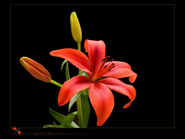 Обои картинки фото цветы, лилии, лилейники, лилия