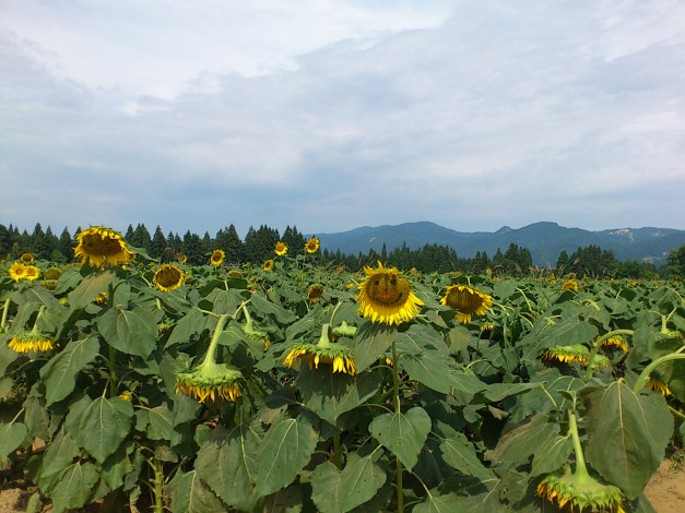 Обои картинки фото цветы, подсолнухи
