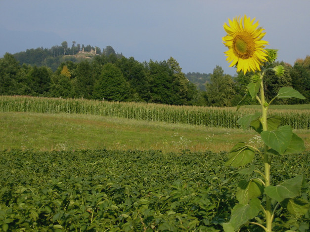 Обои картинки фото цветы, подсолнухи, подсолнух