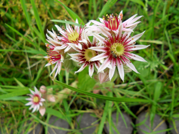 Обои картинки фото цветы, розовый