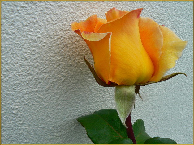 Обои картинки фото цветы, розы, роза