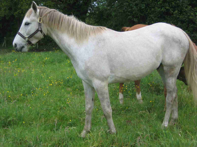 Обои картинки фото животные, лошади, лошадь