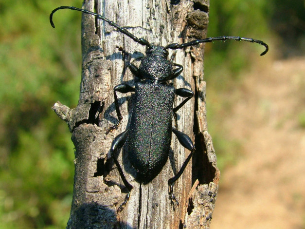 Обои картинки фото животные, насекомые, жук