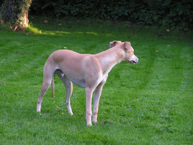 Обои картинки фото животные, собаки, собака