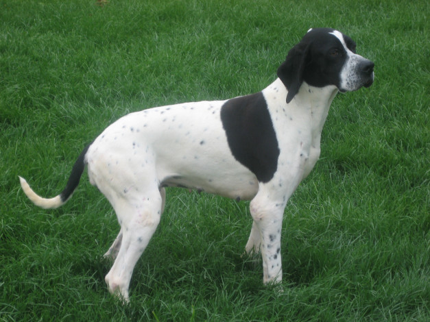 Обои картинки фото животные, собаки, собака