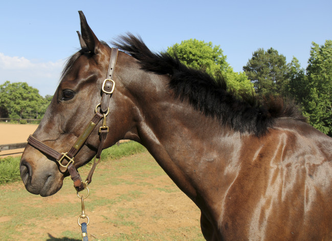 Обои картинки фото животные, лошади, лошадь