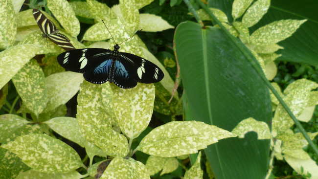 Обои картинки фото животные, бабочки, бабочка