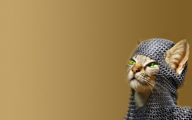 Обои картинки фото животные, коты, кот, кольчуга