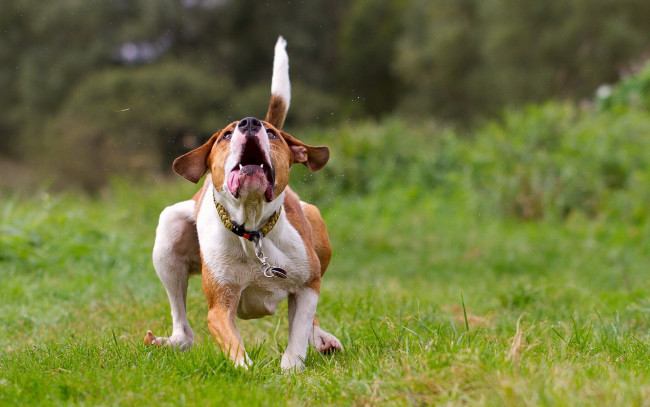 Обои картинки фото животные, собаки, фон, поле, собака