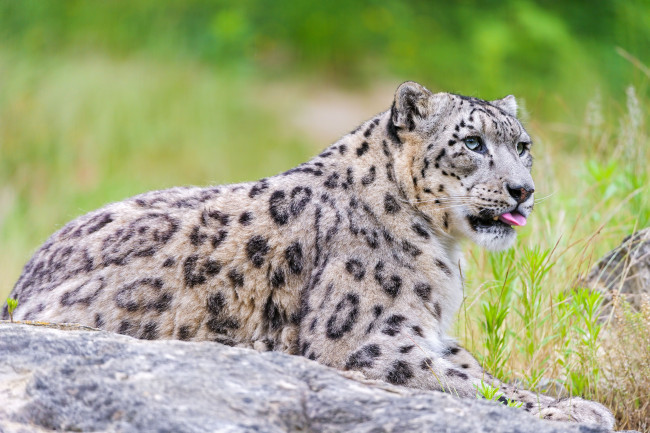 Обои картинки фото животные, снежный, барс, ирбис, кошка, язык, леопард, хищник