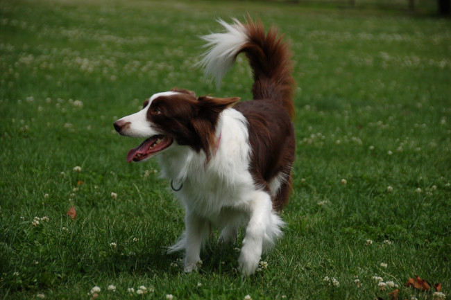 Обои картинки фото животные, собаки, собака