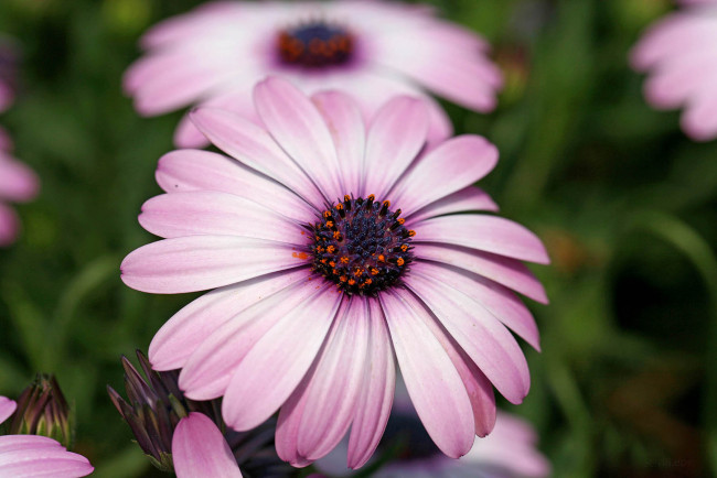 Обои картинки фото цветы, диморфотеки