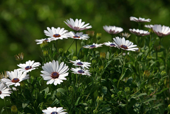 Обои картинки фото цветы, диморфотеки