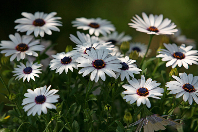 Обои картинки фото цветы, диморфотеки