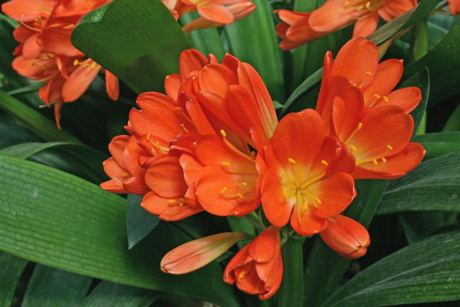 Обои картинки фото цветы, кливия, clivia