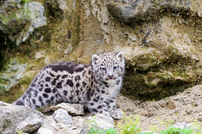 Обои картинки фото животные, снежный, барс, ирбис, малыш