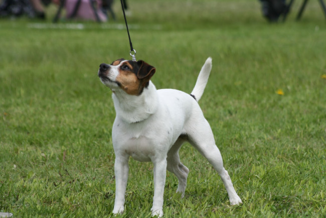 Обои картинки фото животные, собаки, собока