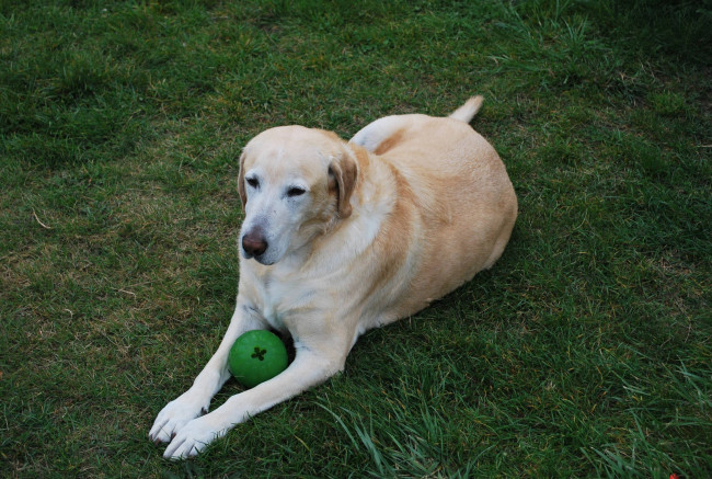 Обои картинки фото животные, собаки, собака